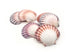 pink and purple deep scallop seashells